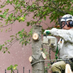 Tree Trimming