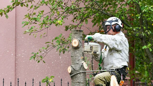 Tree Trimming