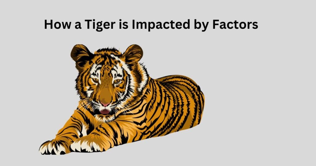 How a Tiger is Impacted by Factors: Key Threats to Survival