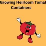 Tips for Growing Heirloom Tomatoes in Containers