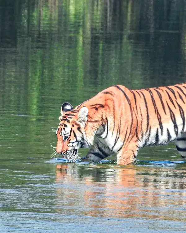 Bardia Tiger Tracking Tour 4 Nights: An Immersive Wildlife Adventure in Nepal’s Hidden Gem